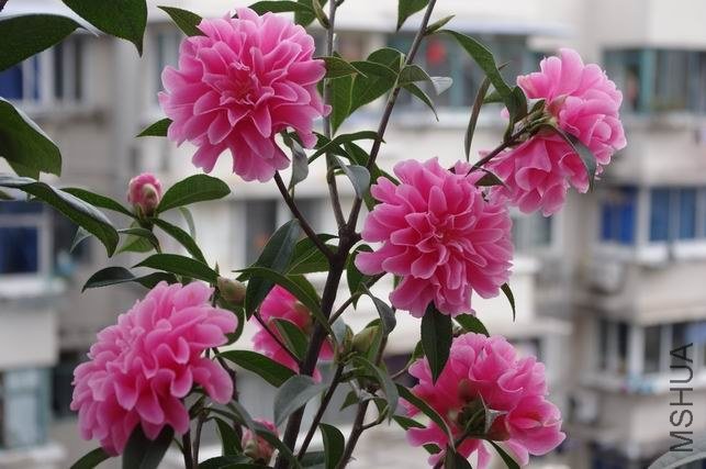 ������С IMGP1270.JPG