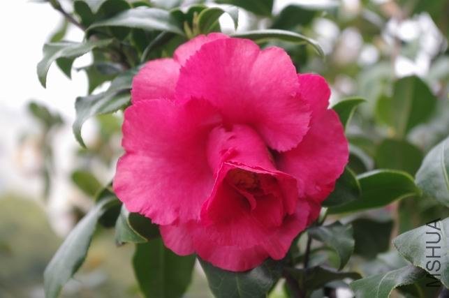 ������С IMGP1223.JPG