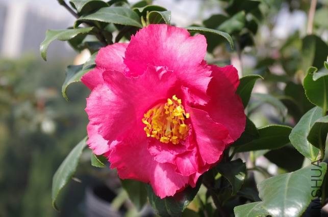 ������С IMGP1242.JPG