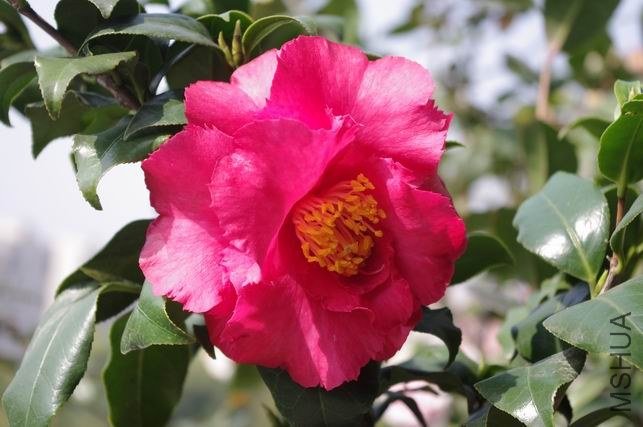 ������С IMGP1244.JPG