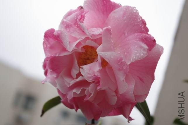 ������С IMGP1546.JPG