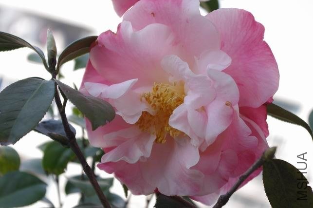 ������С IMGP1808.JPG