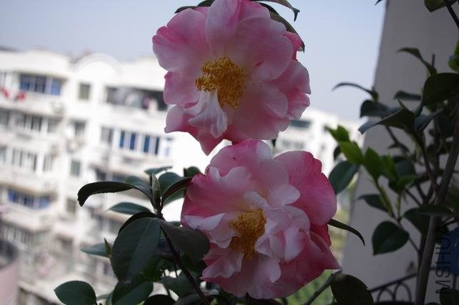 ������С IMGP1807.JPG