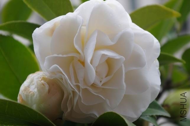 ������С IMGP1584.JPG