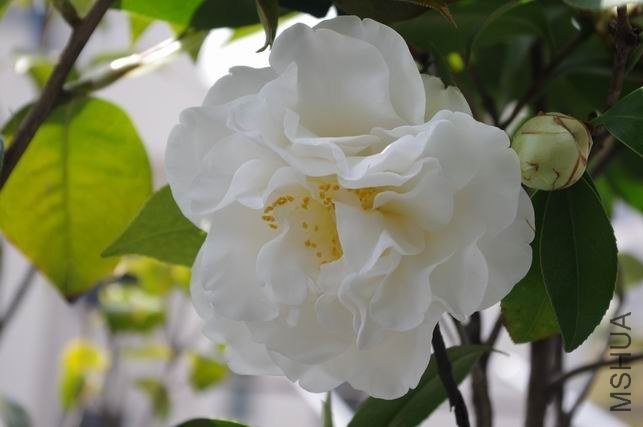 ������С IMGP1761.JPG