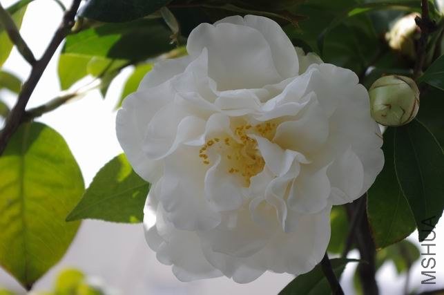 ������С IMGP1765.JPG