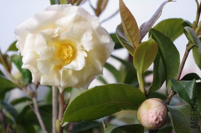 ������С IMGP1604.JPG