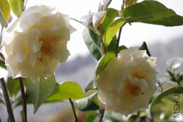 ������С IMGP1722.JPG