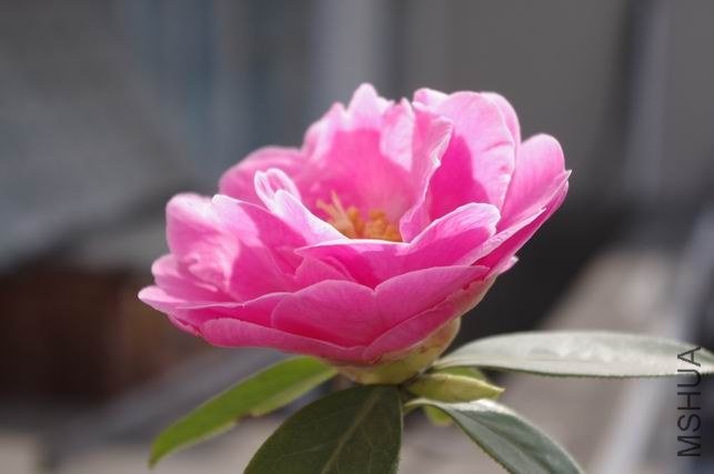 ������С IMGP1798.JPG