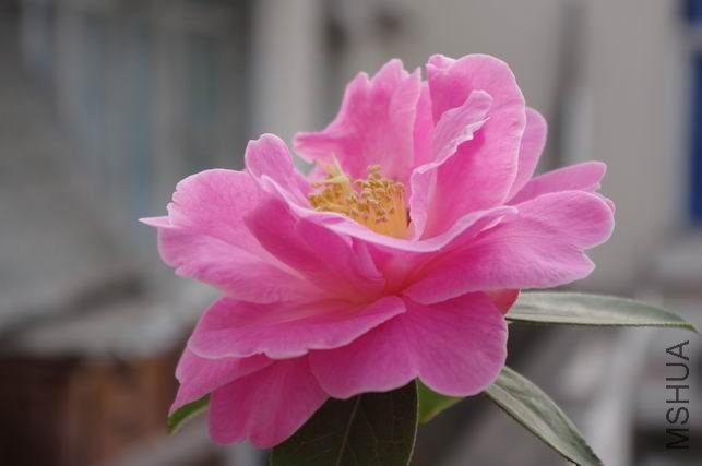 ������С IMGP1813.JPG