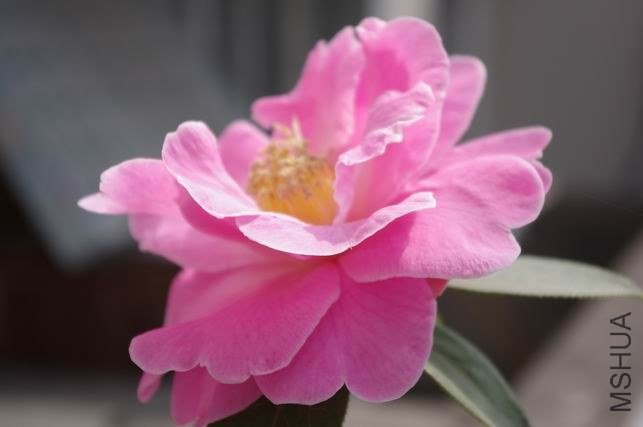 ������С IMGP1830.JPG