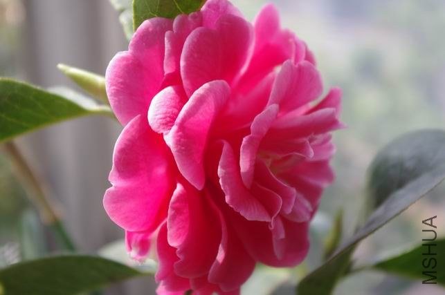 ������С IMGP1639.JPG