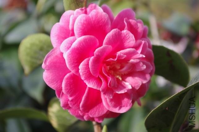 ������С IMGP1620.JPG