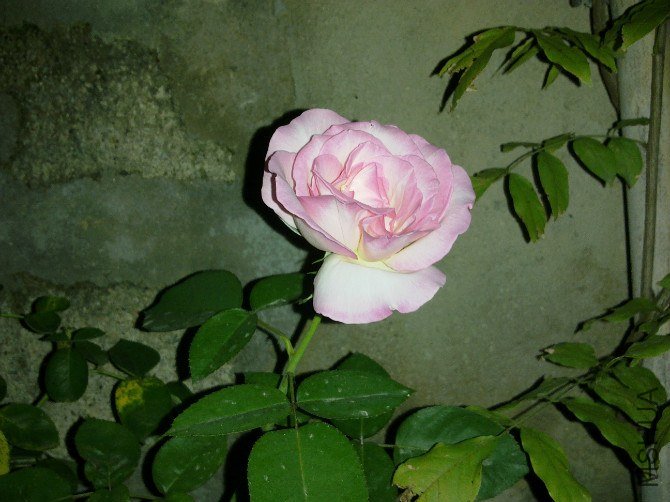 003.jpg