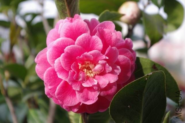 ������С IMGP1608.JPG