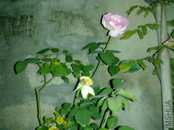 004.jpg