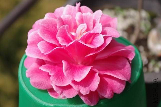 ������С IMGP1667.JPG