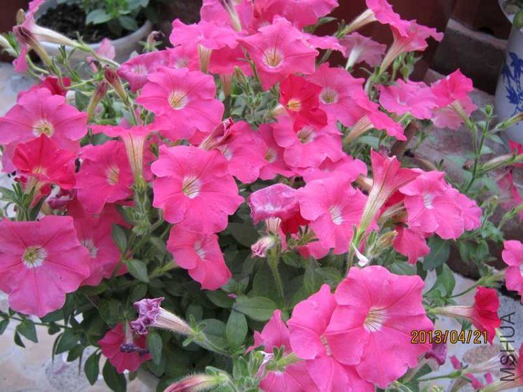 26�ź�ɫ��ֱ�� .jpg