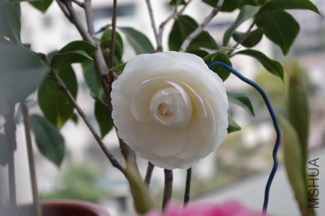 ������С IMGP1753.JPG