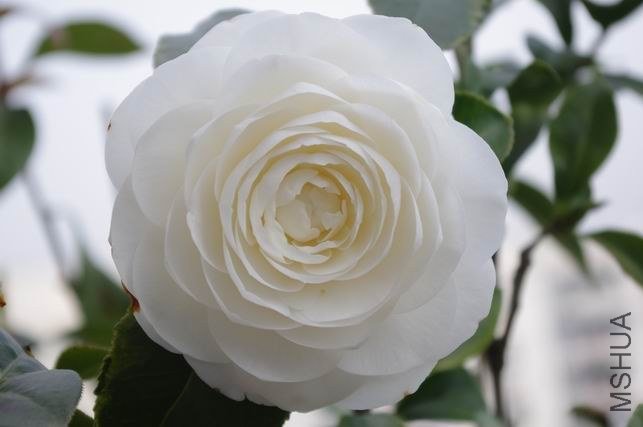 ������С IMGP1760.JPG