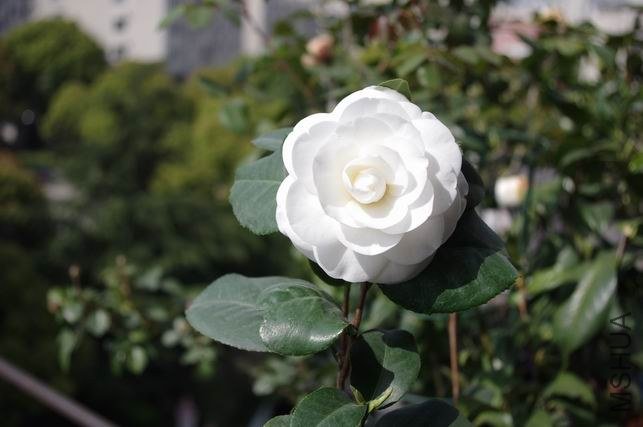 ������С IMGP1776.JPG