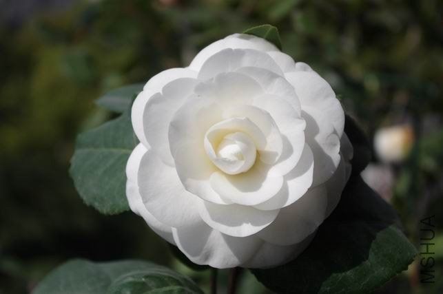 ������С IMGP1777.JPG