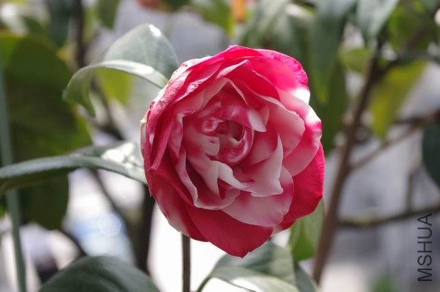 ������С IMGP1700.JPG