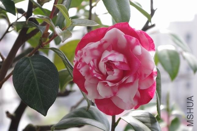 ������С IMGP1729.JPG