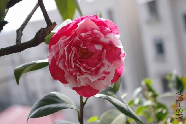 ������С IMGP1784.JPG