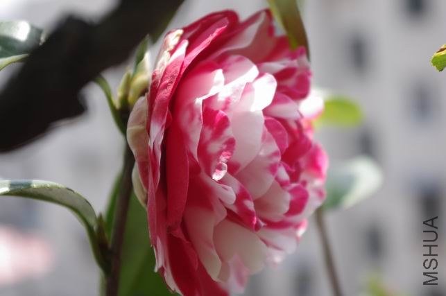 ������С IMGP1792.JPG