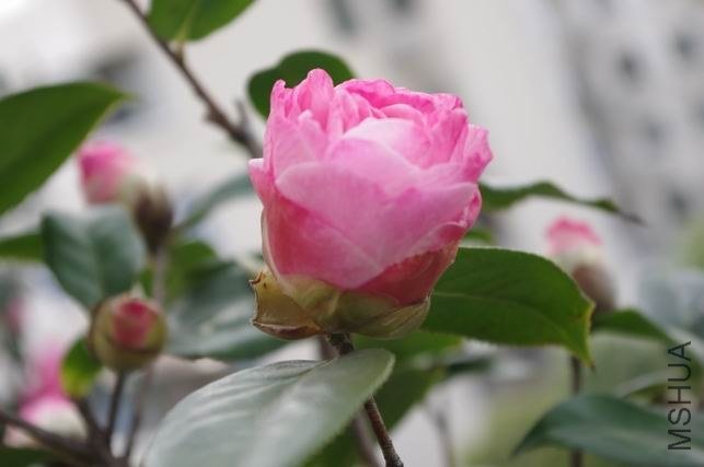 ������С IMGP1655.JPG