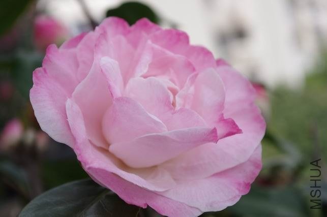 ������С IMGP1661.JPG