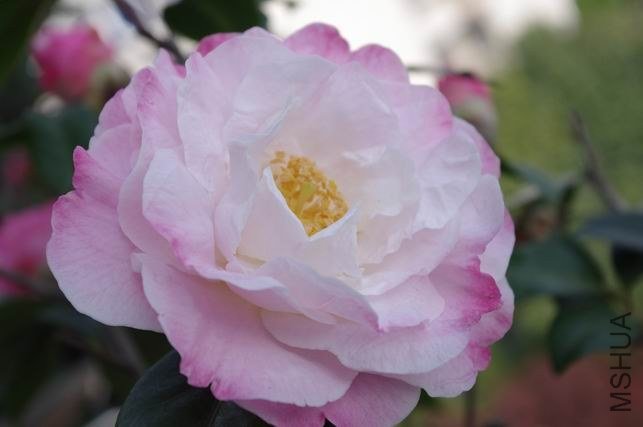 ������С IMGP1673.JPG