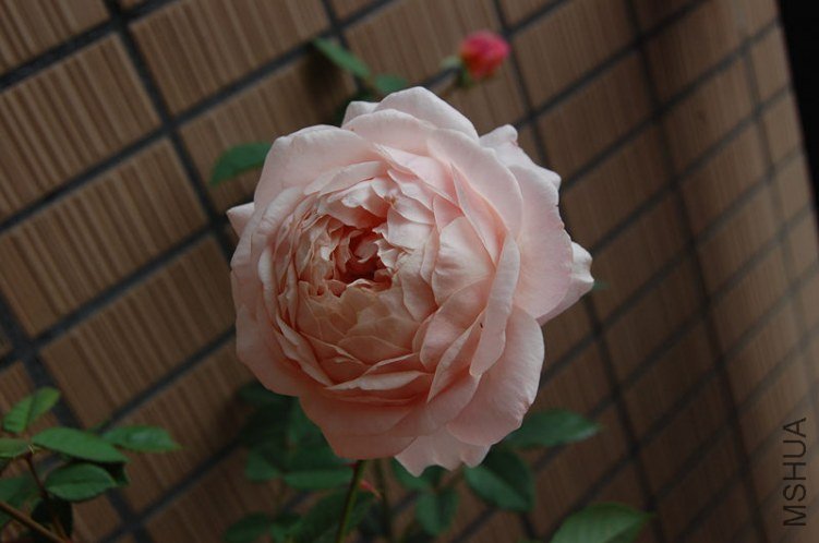 DSC_1863_����.jpg