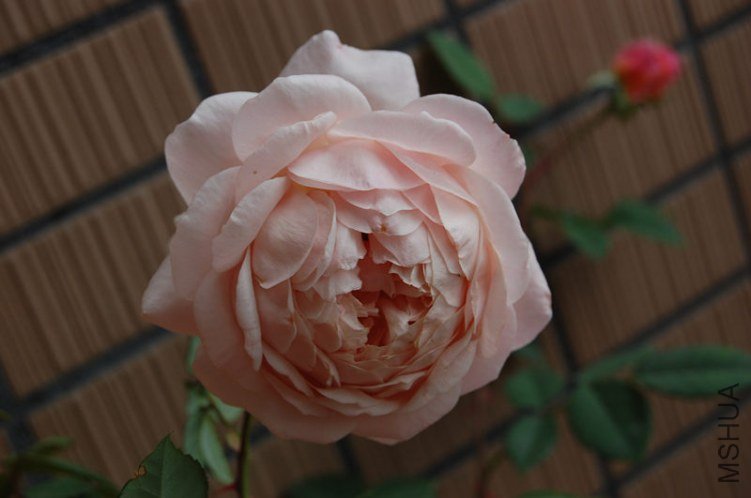 DSC_1870_����.jpg