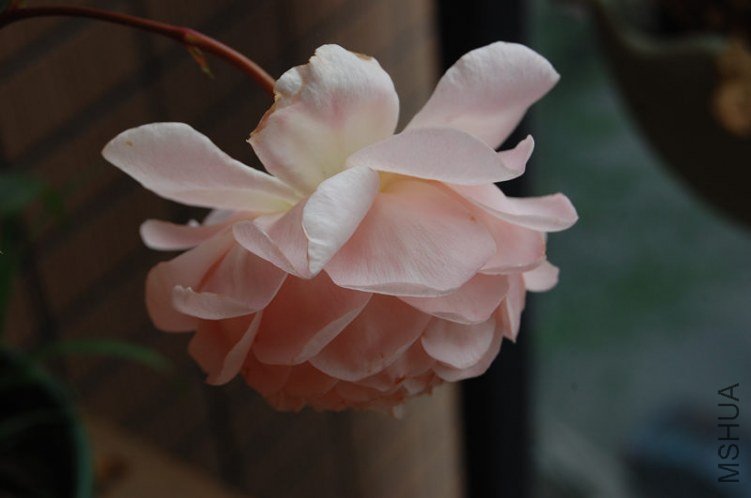 DSC_1868_����.jpg