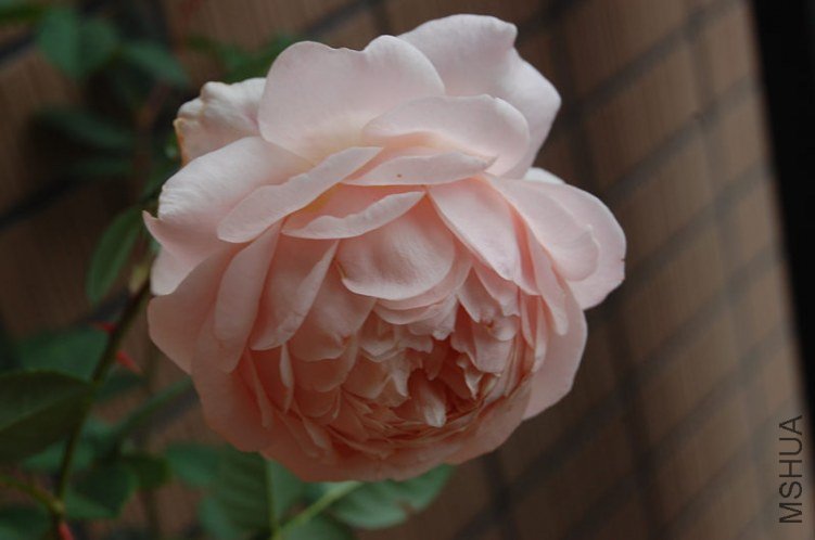 DSC_1869_����.jpg