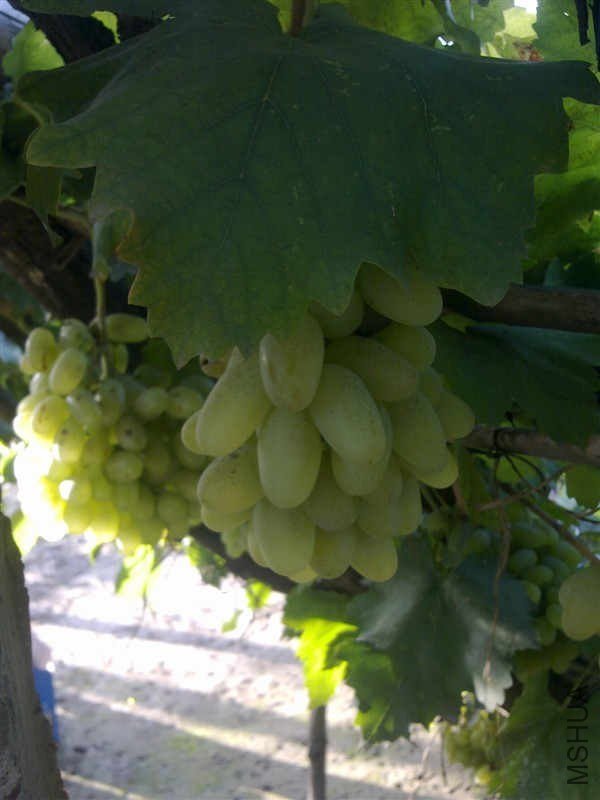 ţ������