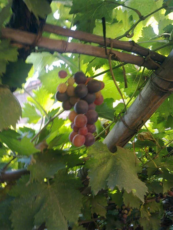 û���õ�С����