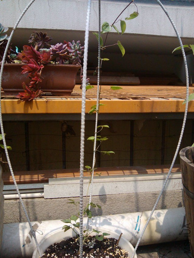 IMG_20130421_123742.jpg