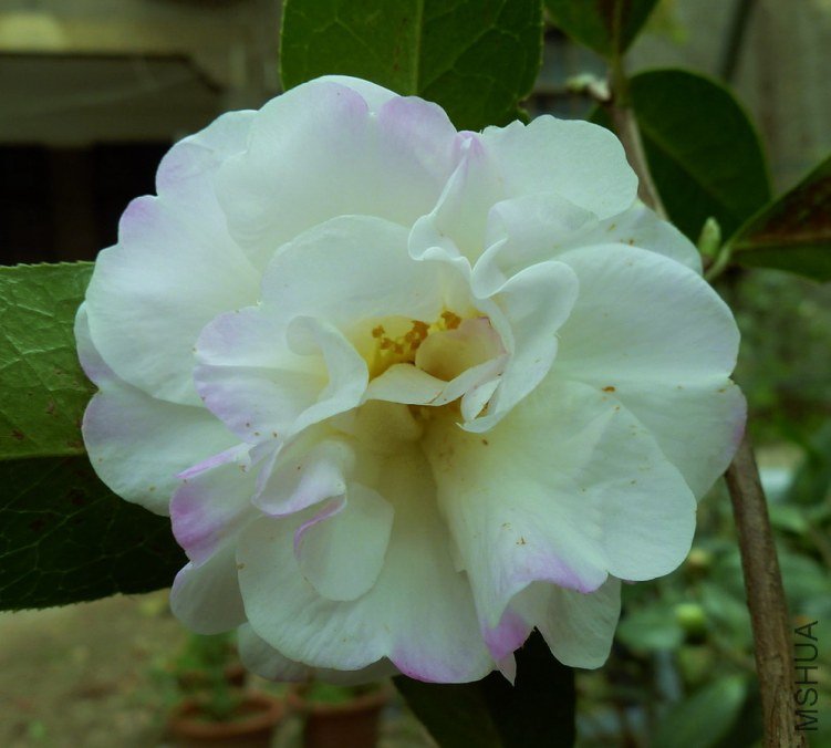 P1820007.jpg