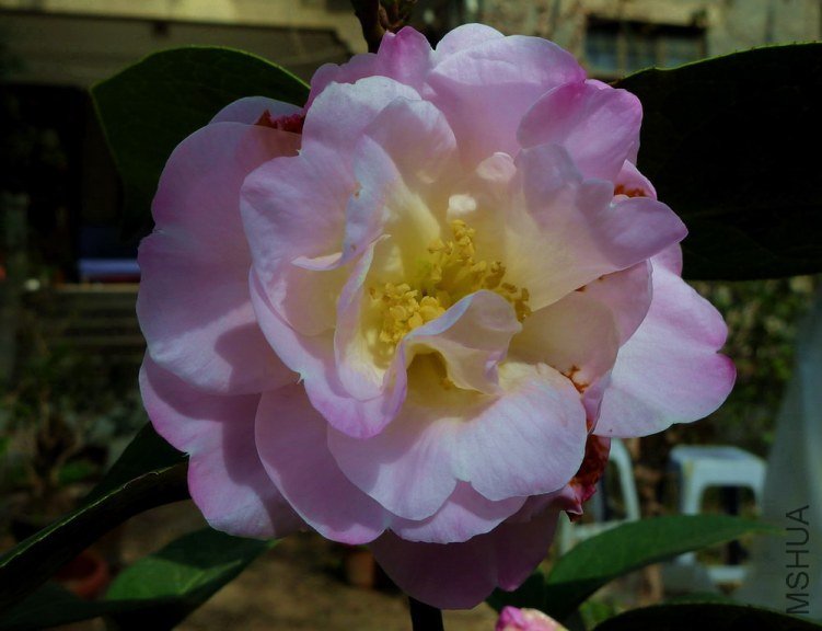 P1810065.jpg