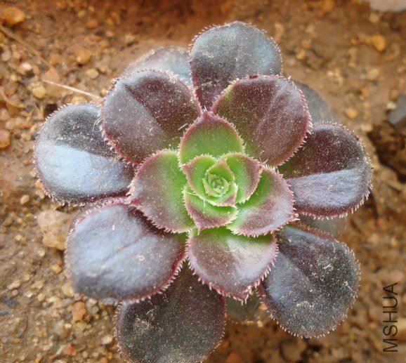 ������ǰ����  555 