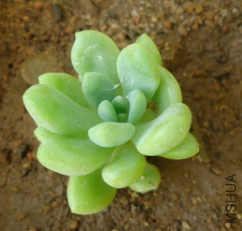 ������Ȱ�