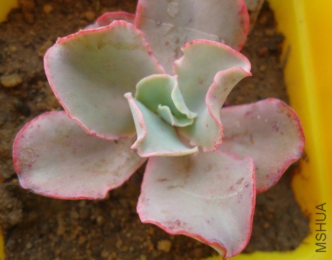 ����̫С�� 