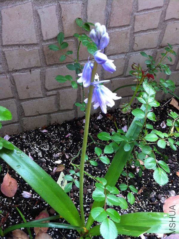 ���廨A20130424.jpg
