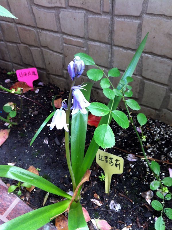 ���廨B20130424.jpg