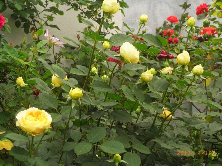 RIMG1565.JPG