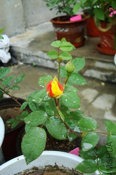 DSC08589_����.jpg