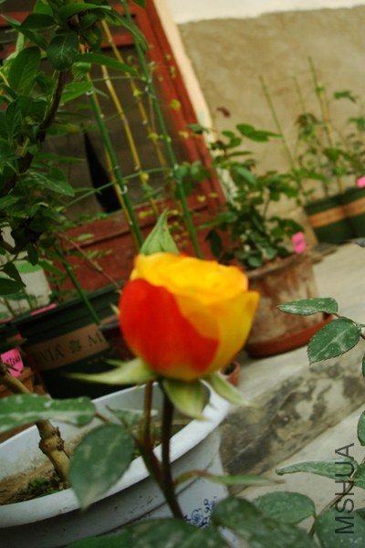 DSC08675_����.jpg